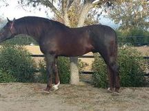 alazano 172cm con mucha clase