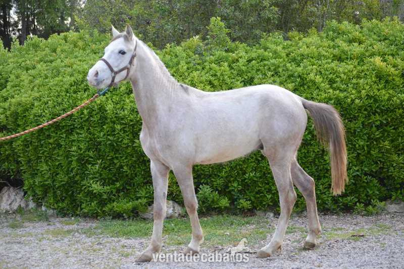 Caballos Árabes Arabe - Potros Árabes PRA