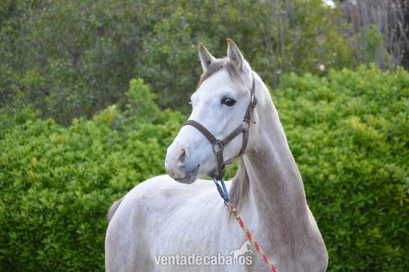 Potros Árabes PRA - Caballos Árabes Arabe
