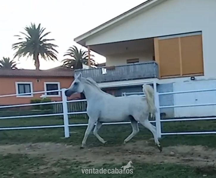 Yegua arabe de líneas de campeones  in 