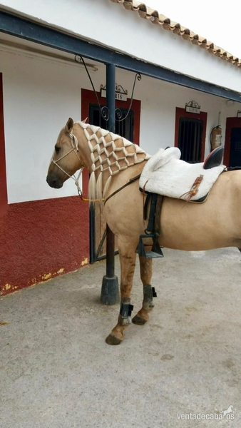 Caballo con doma in 