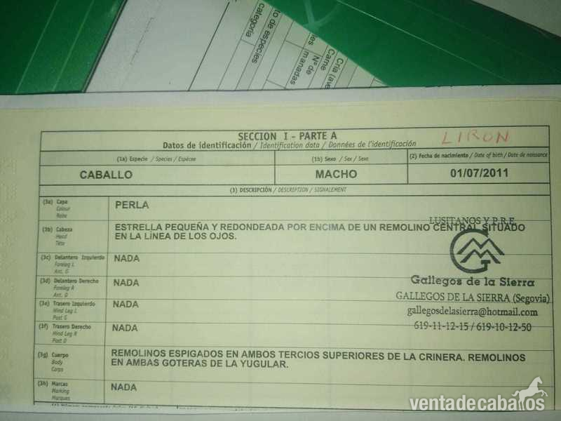 Lusitano y P.R.E