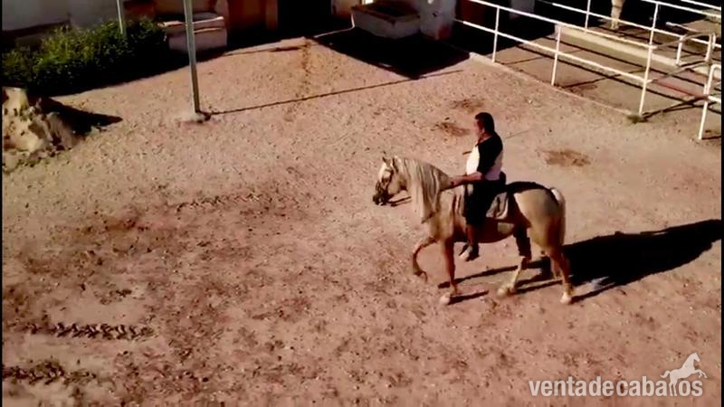 Lusitano y P.R.E {TYPE}