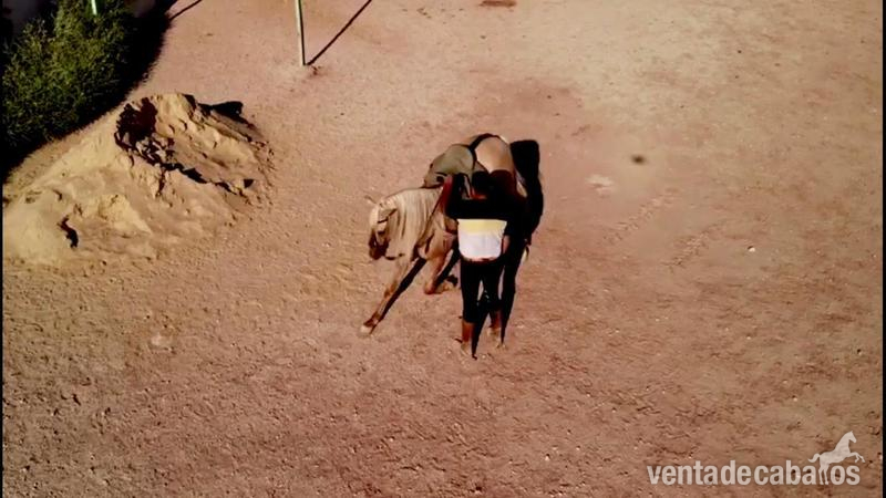 Caballos Enteros Lusitano y P.R.E - Caballo con doma