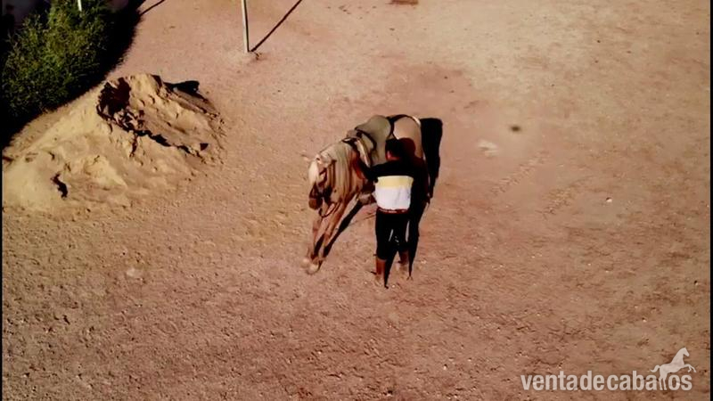 Caballo con doma - Caballos Enteros Lusitano y P.R.E