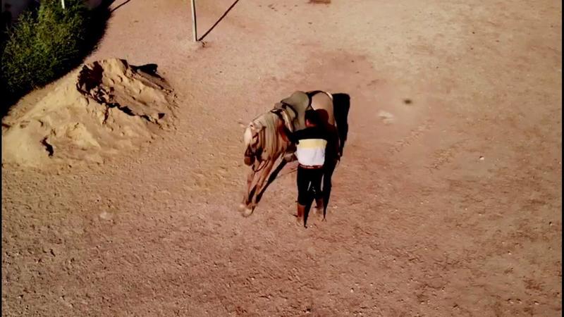 Caballo con doma - Caballos Enteros Lusitano y P.R.E