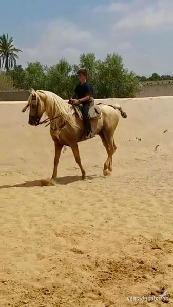 Caballo con doma - Lusitano y P.R.E