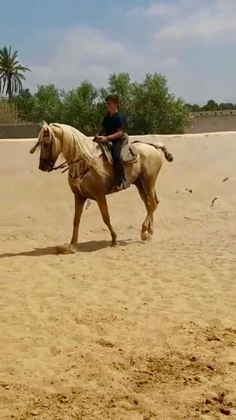 Caballo con doma - Lusitano y P.R.E