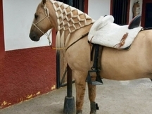 Caballo con doma