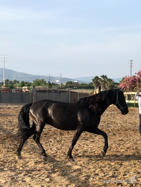 Pura Raza Española