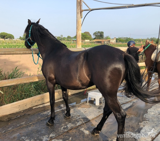 Caballos Pura Raza Española (P.R.E.) Pura Raza Española - PRE capado oferta