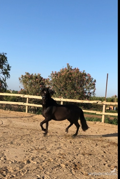 PRE capado oferta - Caballos Pura Raza Española (P.R.E.) Pura Raza Española