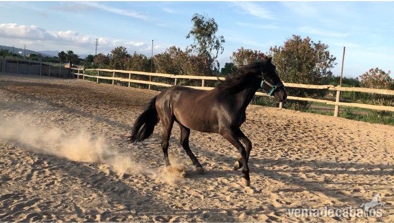 PRE capado oferta - Caballos Pura Raza Española (P.R.E.)