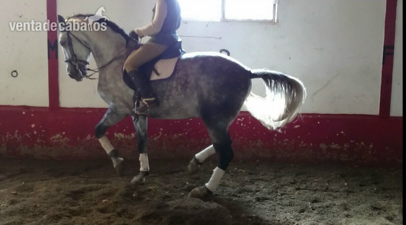 Caballo P.R.E.  ALTA ESCUELA in 