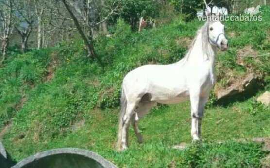 se  vende caballo  entero in 