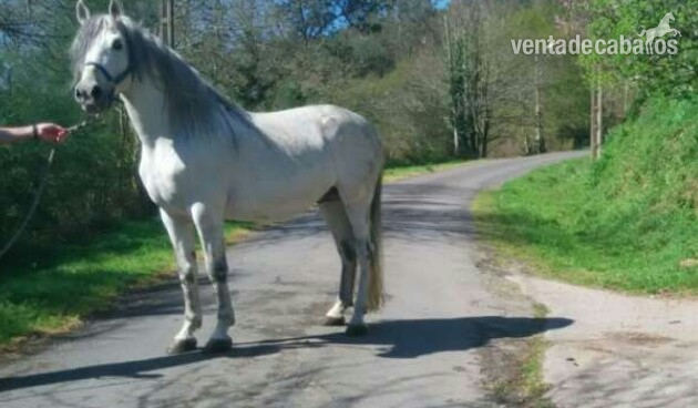 Hispano-Arabe