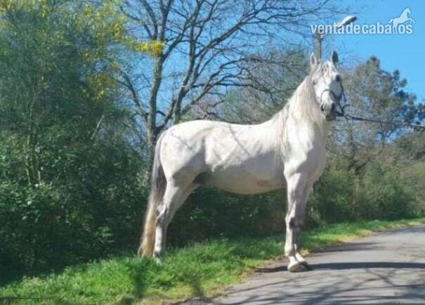 Hispano-Arabe {TYPE}