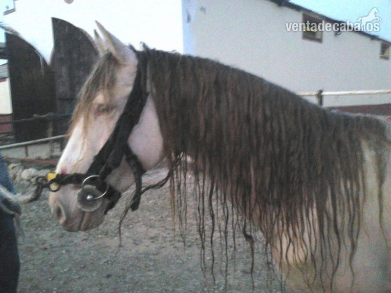 CABALLO ISABELO HISPANO-LUSO in 