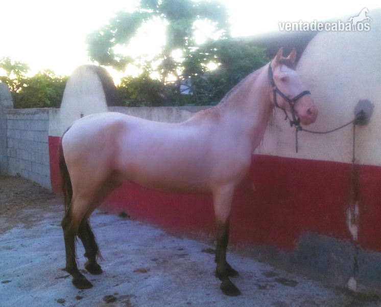 Lusitano