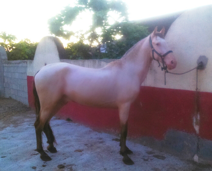Lusitano