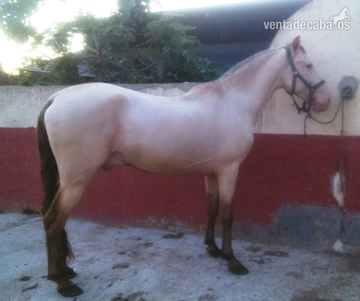 Lusitano {TYPE}