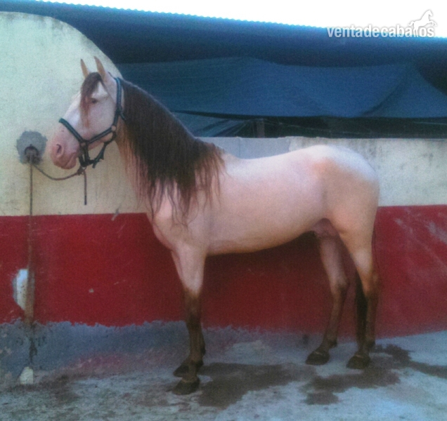 Caballos Enteros Lusitano - CABALLO ISABELO HISPANO-LUSO