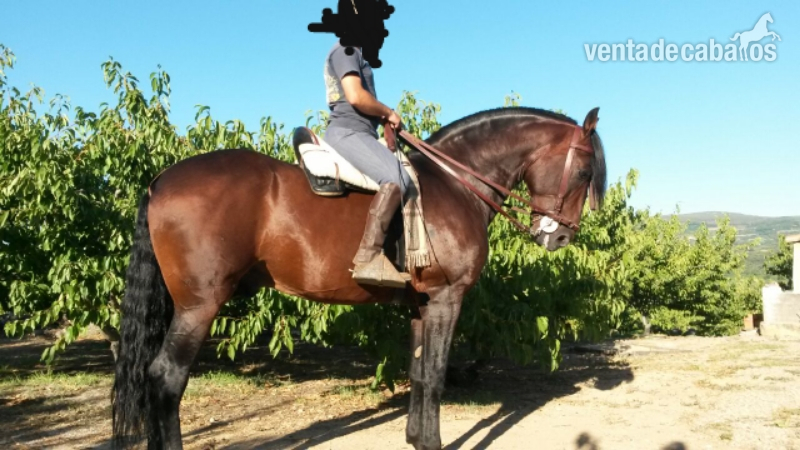 se vende semental PRE de calidad in 