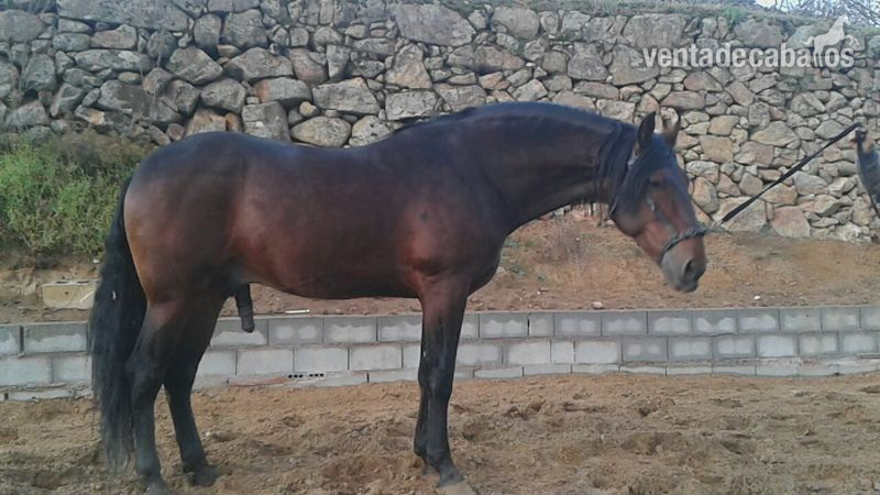 Caballos Pura Raza Española (P.R.E.) Pura Raza Española - se vende semental PRE de calidad