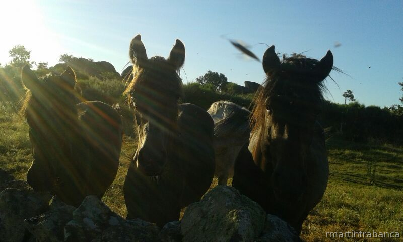  BURR@S ZAMORANOS -LEONESES