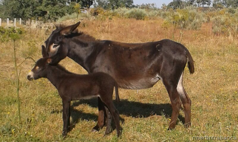 Zamoranos Leoneses {TYPE}