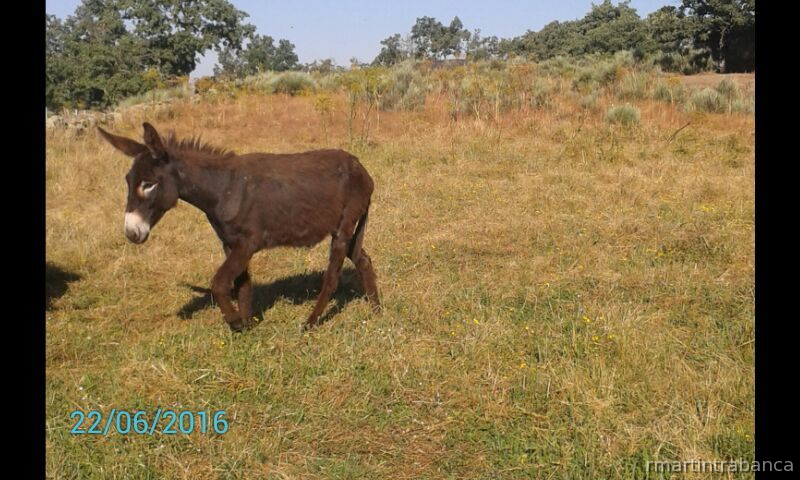 BURR@S ZAMORANOS -LEONESES - Burros Zamoranos Leoneses