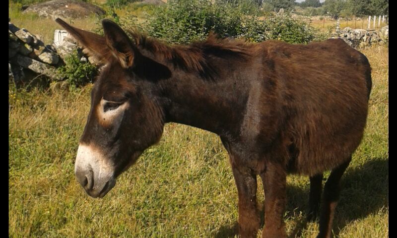 BURR@S ZAMORANOS -LEONESES - Burros