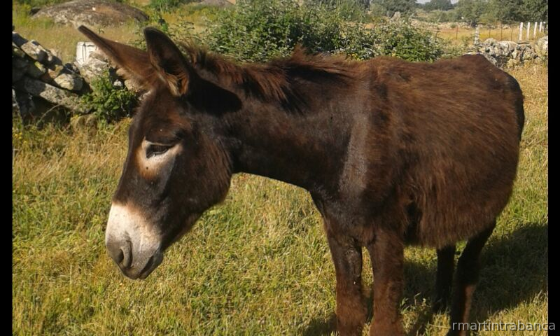 BURR@S ZAMORANOS -LEONESES - Burros