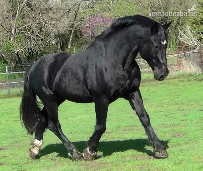 Busco un caballo de deporte  in 