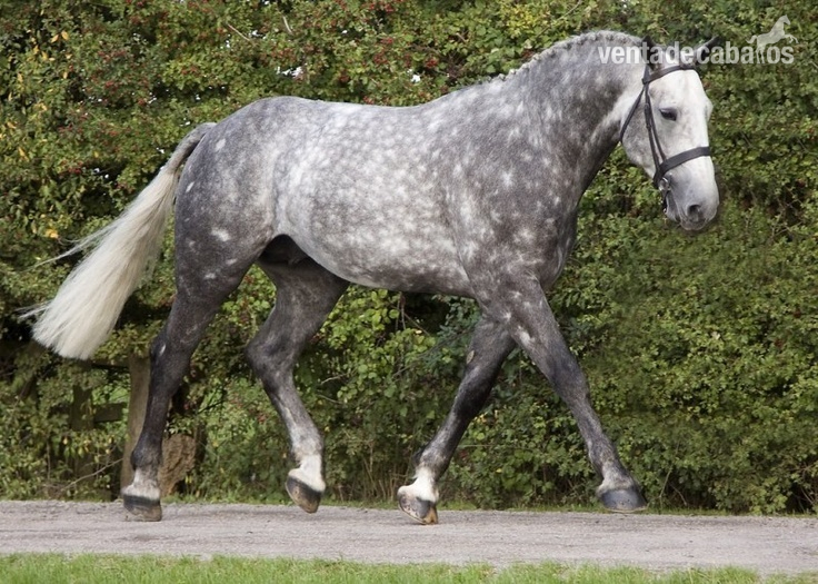 Irish Sport Horse