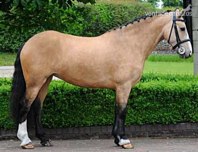 Irish Sport Horse {TYPE}