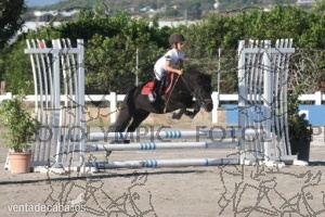 Pony A Competición Salto in 