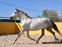 Preciosa Yegua (P.R.E) 