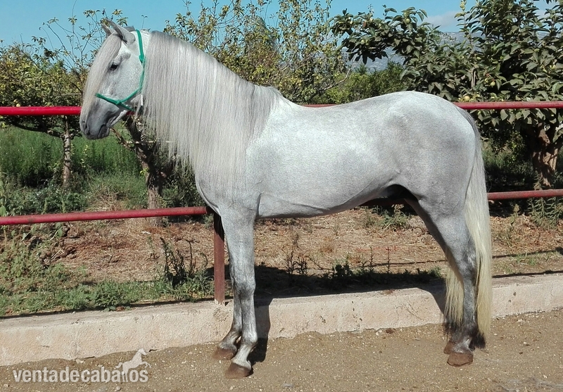 POTRO CONCURSO HIJO JUDIO VII - Caballos Pura Raza Española (P.R.E.) Pura Raza Española