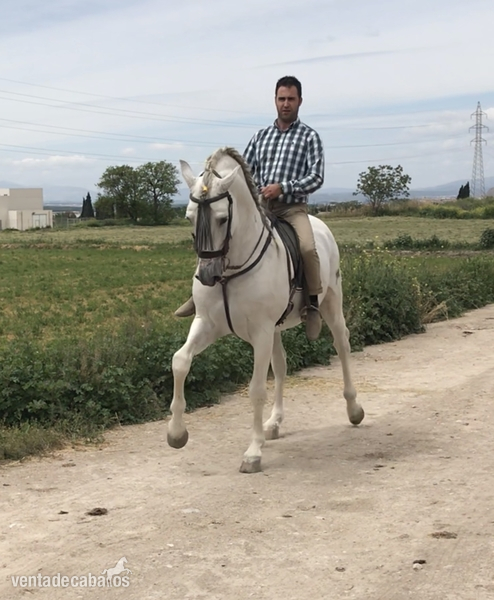 Caballo PRE un fenómeno de MIURA  in 