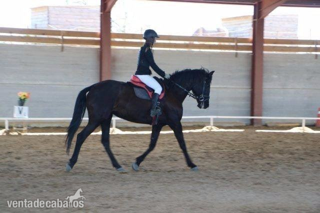 Cruzado {TYPE}