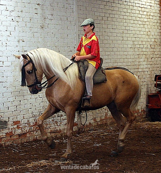perla cruzado lusitano in 