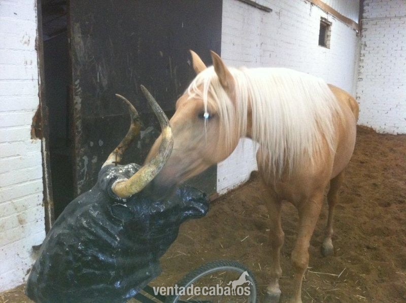 Lusitano