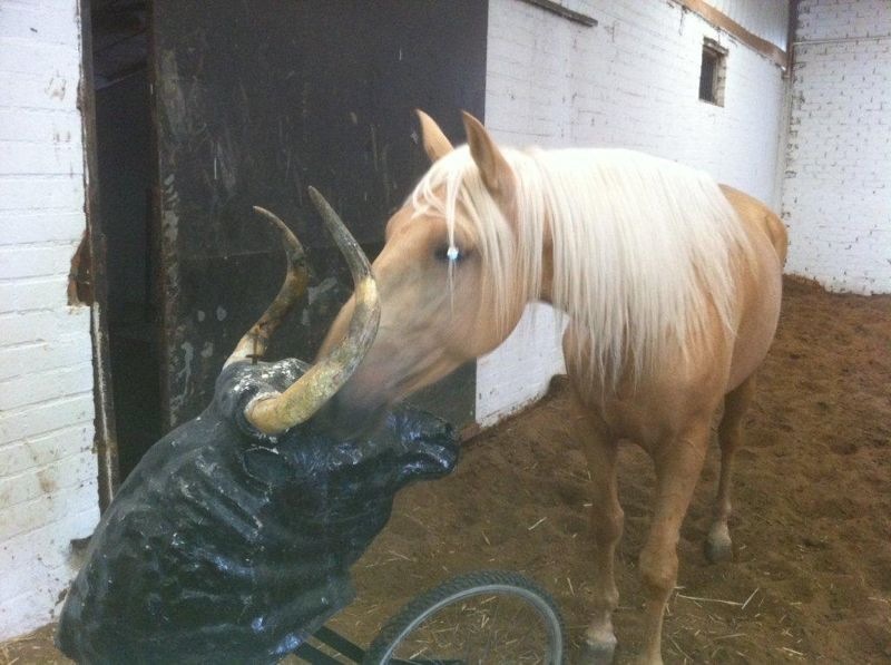 Lusitano