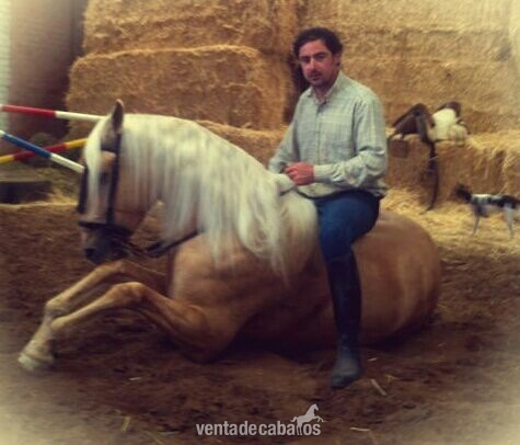 Lusitano {TYPE}