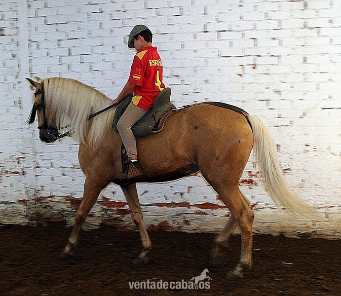 Caballos Capados Lusitano - perla cruzado lusitano