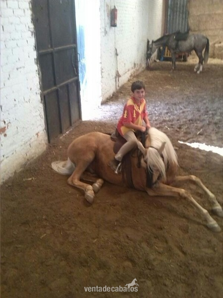 perla cruzado lusitano - Caballos Capados Lusitano