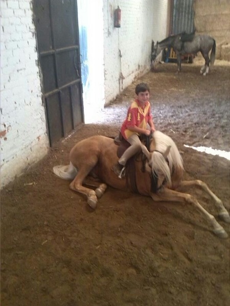 perla cruzado lusitano - Caballos Capados Lusitano