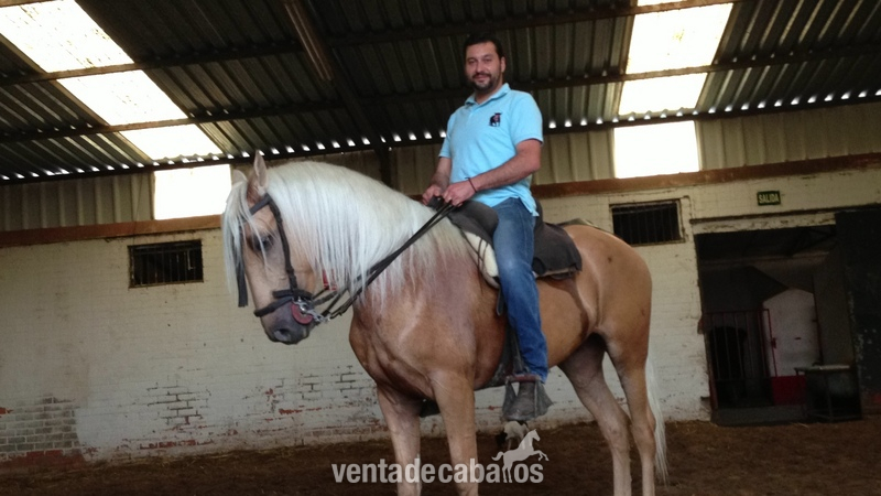 perla cruzado lusitano - Lusitano