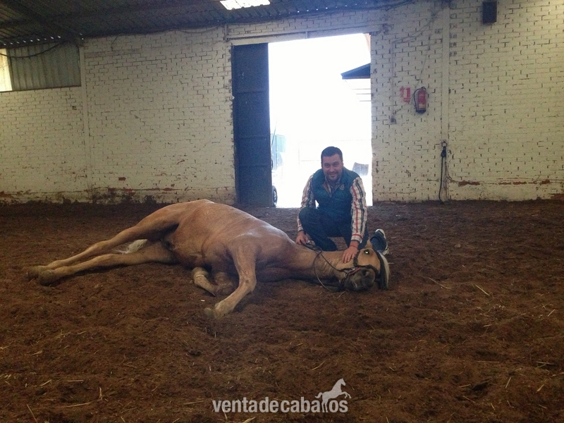 perla cruzado lusitano - Caballos Capados